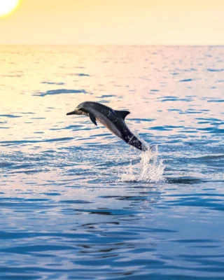 Dolphin watching adventure! 🐬 Experience an unforgettable day on the water, witnessing dolphins in their natural habitat.

Explore the ocean while learning about its incredible marine life with Wildwatch—a passionate team of Marine Biologists providing first-class eco-adventures. 🪸🐚

Ready to book your next adventure?

𝚠𝚠𝚠.𝚋𝚘𝚊𝚣𝚊𝚍𝚟𝚎𝚗𝚝𝚞𝚛𝚎𝚜.𝚌𝚘𝚖
𝚒𝚗𝚏𝚘@𝚋𝚘𝚊𝚣𝚊𝚍𝚟𝚎𝚗𝚝𝚞𝚛𝚎𝚜.𝚌𝚘𝚖
+𝟹𝟻𝟷 𝟿𝟹𝟺 𝟾𝟹𝟹 𝟻𝟸𝟸

#boazadventures #carvoeiro #qualitytime #familymoments #familylife #timetogether #coastline #algarve #visitportugal #beachvibes #adventures #activities #rentalcar #summerholidays #cavestours #sealife ⁣#faro #travellovers #sustainableliving #wanderlust #portugallovers #nearthesea #neartheocean #nearthecity #holidays2025