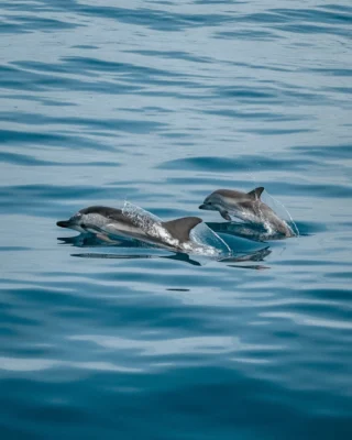 Dolphin watching adventure! 🐬 Experience an unforgettable day on the water, witnessing dolphins in their natural habitat.

Explore the ocean while learning about its incredible marine life with Wildwatch—a passionate team of Marine Biologists providing first-class eco-adventures. 🪸🐚

Ready to book your next adventure? 

𝚠𝚠𝚠.𝚋𝚘𝚊𝚣𝚊𝚍𝚟𝚎𝚗𝚝𝚞𝚛𝚎𝚜.𝚌𝚘𝚖
𝚒𝚗𝚏𝚘@𝚋𝚘𝚊𝚣𝚊𝚍𝚟𝚎𝚗𝚝𝚞𝚛𝚎𝚜.𝚌𝚘𝚖
+𝟹𝟻𝟷 𝟿𝟹𝟺 𝟾𝟹𝟹 𝟻𝟸𝟸

#boazadventures #ferragudo #qualitytime #familymoments #familylife #timetogether #coastline #algarve #visitportugal #beachvibes #adventures #holidays2025